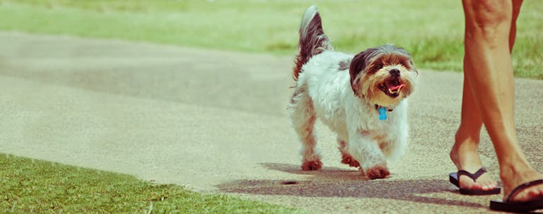 How to Train a Puppy to Play Follow the Leader How to Train a Puppy to Play Follow the Leader